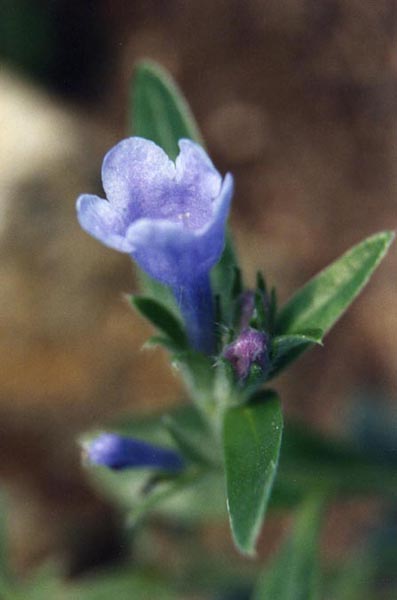 Lithodora oleifolia en fleurs sur des éboulis calcaires ensoleillés des Pyrénées orientales